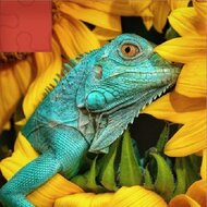 Пазлы с животными 6